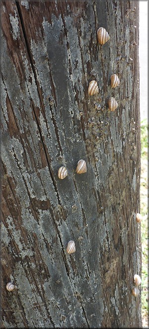 Praticolella griseola (L. Pfeiffer, 1841) Vagrant Scrubsnail