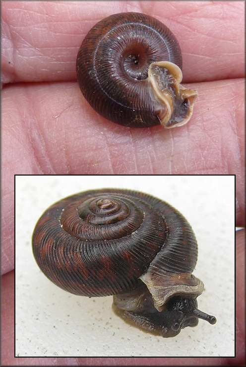 Unusually Dark Colored Daedalochila auriculata Found At Trout Creek On 3/13/2015