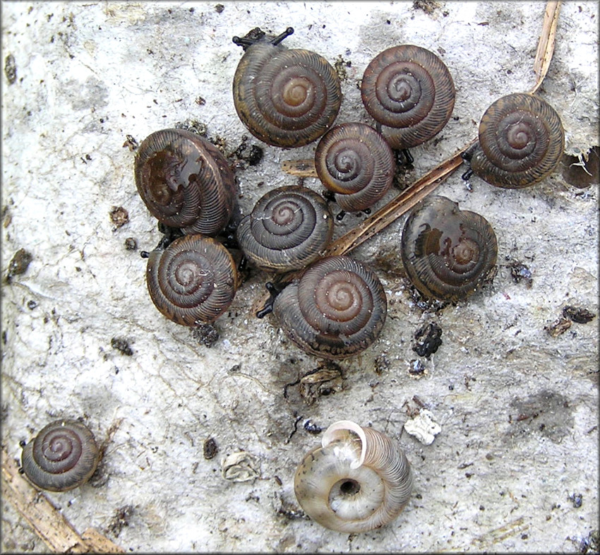 Triodopsis messana Hubricht, 1952 Pinhole Three-tooth Juveniles