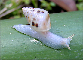 Drymaeus dormani (W. G. Binney, 1857) Manatee Treesnail