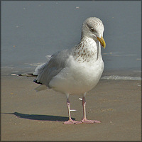 Herring Gull Larus argentatus