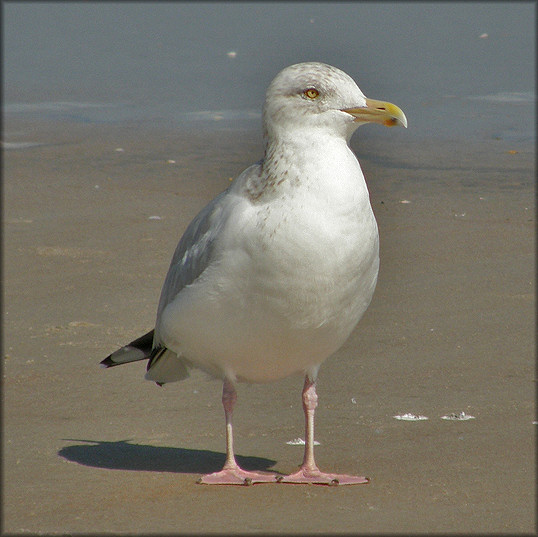 Herring Gull Larus argentatus