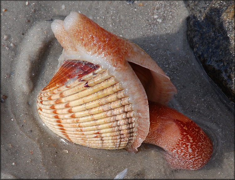 Dinocardium robustum (John Lightfoot, 1786) Atlantic Giant Cockle