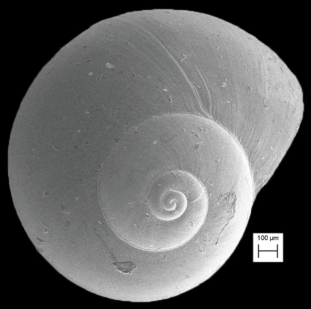 Teinostoma incertum Pilsbry and McGinty, 1945 Uncertain Vitrinella