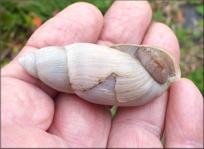 Euglandina rosea (Frussac, 1821) Damaged Shell