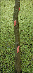 Pomacea maculata egg clutches on tree north of West Beaver Street