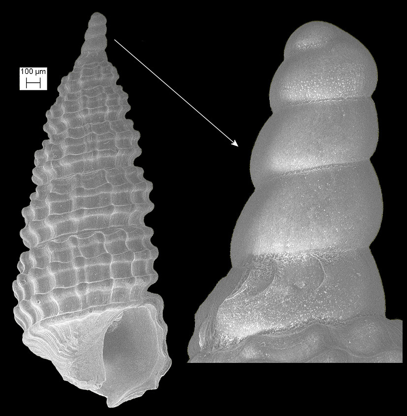 Cerithiopsis sp. cf. C. iuxtafuniculata Roln, Espinosa and Fernndez-Garcs, 2007