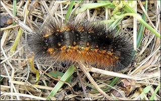 Salt Marsh Moth [Estigmene acrea] Caterpillar