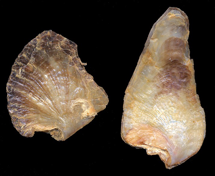 Isognomon radiatus (Anton, 1839) Radial Purse-oyster