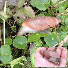 Euglandina rosea (Frussac, 1821) Rosy Wolfsnail In Situ