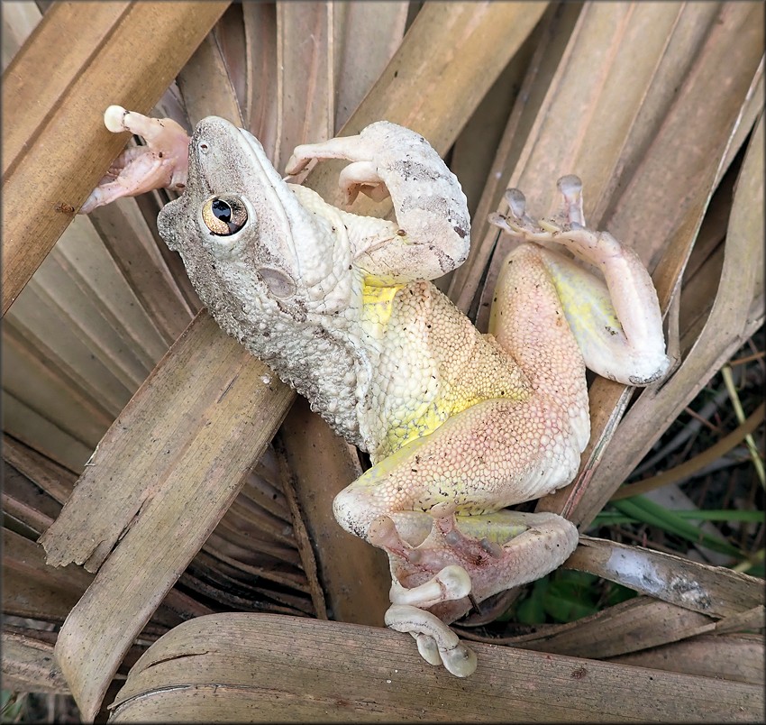 Cuban Treefrog [Osteopilus septentrionalis]