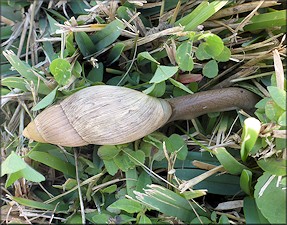 Euglandina rosea (Frussac, 1821) Rosy Wolfsnail In Situ