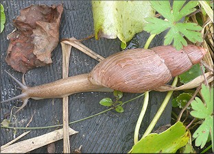 Euglandina rosea (Frussac, 1821) Rosy Wolfsnail In Situ