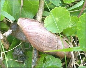 Euglandina rosea (Frussac, 1821) Rosy Wolfsnail In Situ