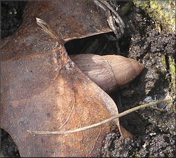 Euglandina rosea (Férussac, 1821) Rosy Wolfsnail In Situ