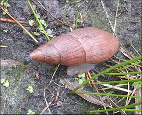 Euglandina rosea (Frussac, 1821) Rosy Wolfsnail In Situ