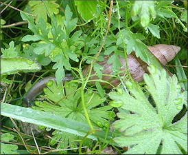 Euglandina rosea (Férussac, 1821) Rosy Wolfsnail In Situ