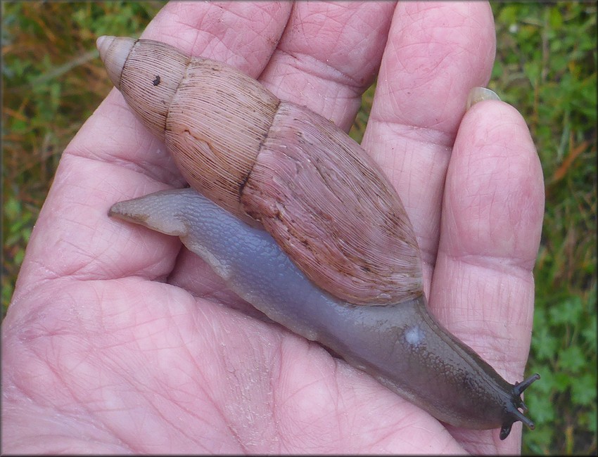 Euglandina rosea (Frussac, 1821) Rosy Wolfsnail In Situ