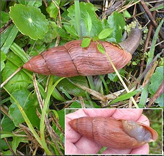 Euglandina rosea (Frussac, 1821) Rosy Wolfsnail In Situ