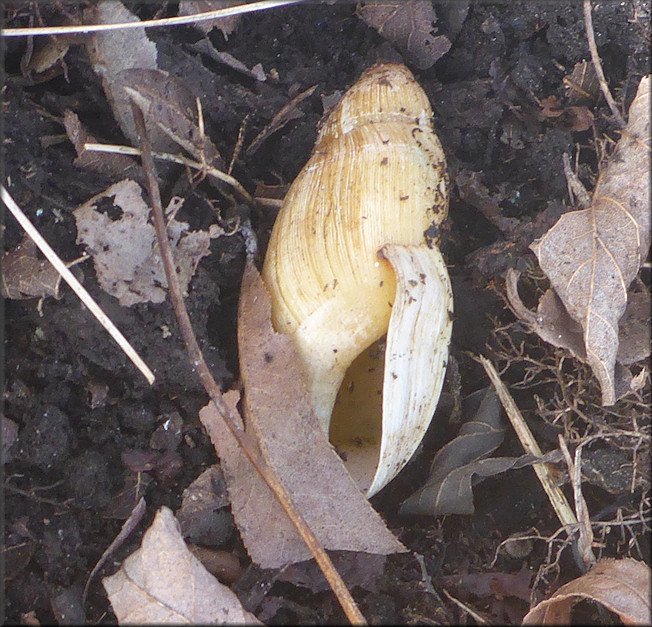 Euglandina rosea (Frussac, 1821) Rosy Wolfsnail - Large Specimen