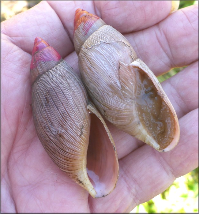 Euglandina rosea (Frussac, 1821) Rosy Wolfsnail Cannibalism
