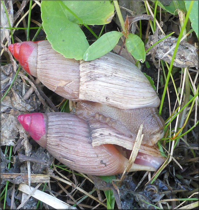 Euglandina rosea (Frussac, 1821) Rosy Wolfsnail Cannibalism
