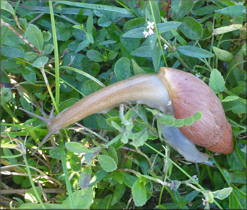 Euglandina rosea (Frussac, 1821) Rosy Wolfsnail In Situ