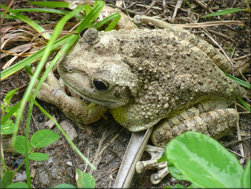 Cuban Treefrog [Osteopilus septentrionalis]