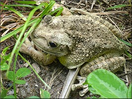 Cuban Treefrog [Osteopilus septentrionalis]