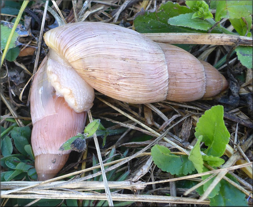 Euglandina rosea (Frussac, 1821) Rosy Wolfsnail Cannibalism
