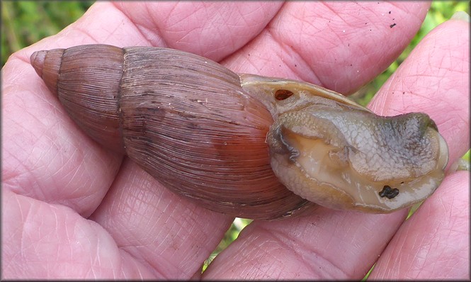 Euglandina rosea (Frussac, 1821) Rosy Wolfsnail In Situ