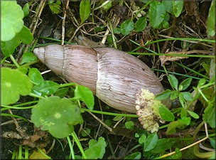 Euglandina rosea (Frussac, 1821) Rosy Wolfsnail In Situ