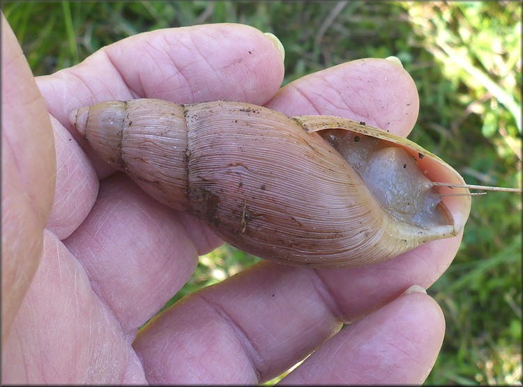Euglandina rosea (Frussac, 1821) Rosy Wolfsnail In Situ