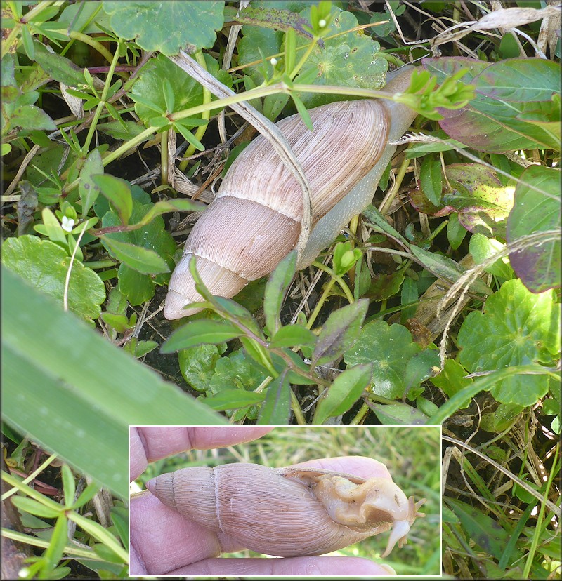 Euglandina rosea (Frussac, 1821) Rosy Wolfsnail In Situ