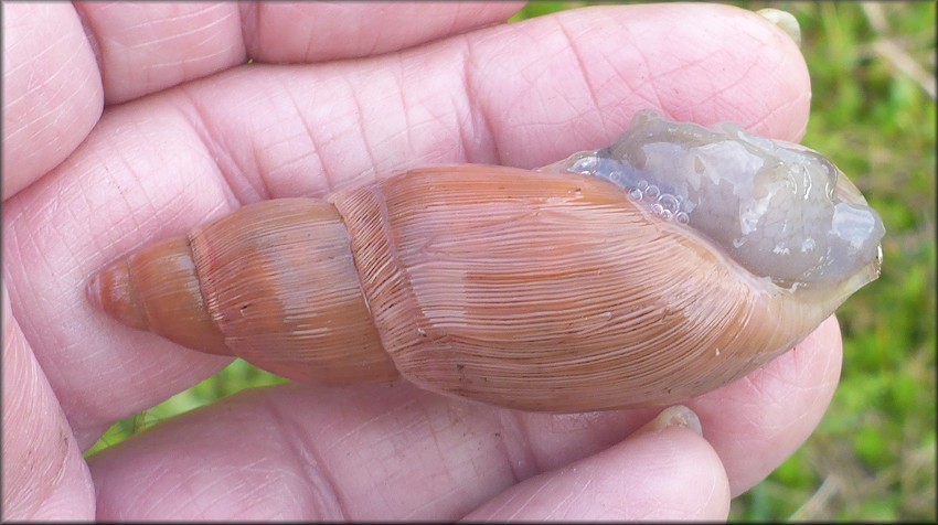 Euglandina rosea (Frussac, 1821) Rosy Wolfsnail In Situ
