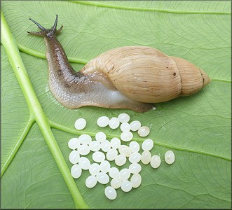 Euglandina rosea (Frussac, 1821) And Eggs