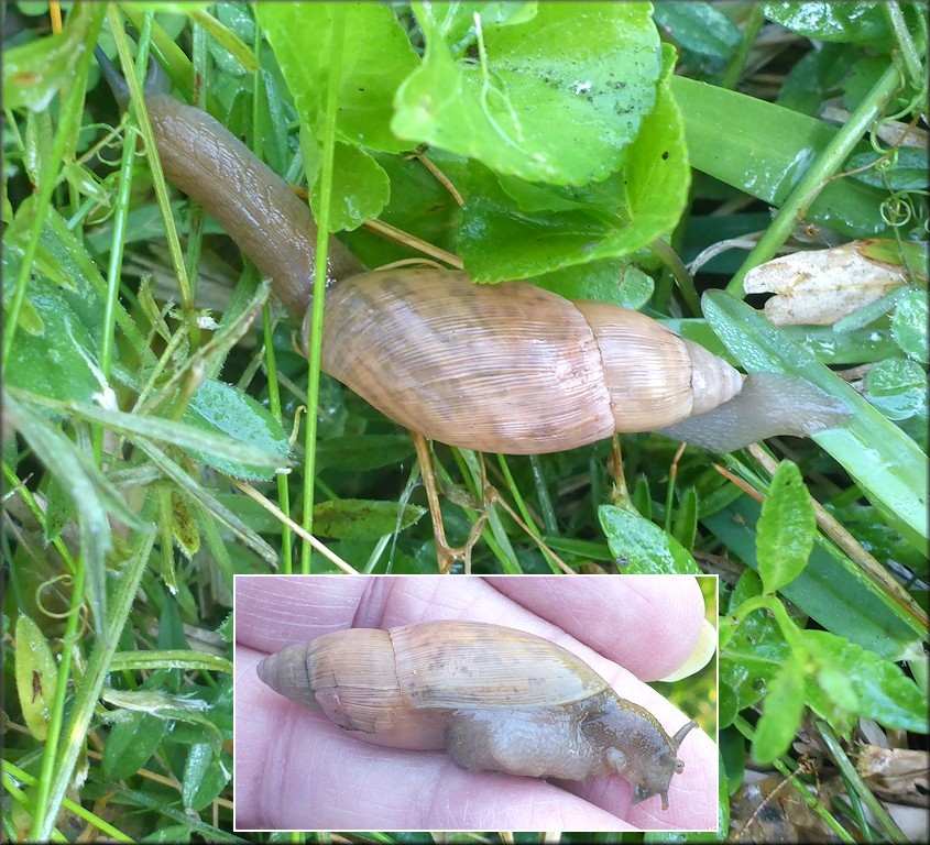 Euglandina rosea (Frussac, 1821) Rosy Wolfsnail In Situ