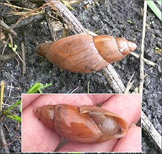 Euglandina rosea (Frussac, 1821) Rosy Wolfsnail In Situ