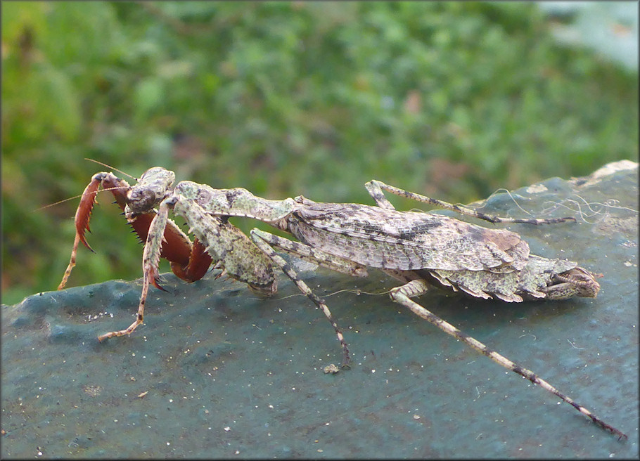 Grizzled Mantid [Gonatista grisea (Fabricius, 1793)] - Probable