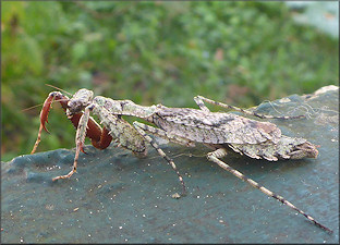 Grizzled Mantid [Gonatista grisea (Fabricius, 1793)] - Probable