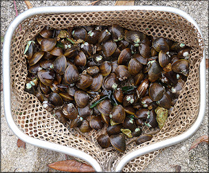 Corbicula fluminea (Mller, 1774) Asian Clam