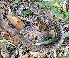 Southern Black Racer Juvenile [Coluber constrictor priapus]