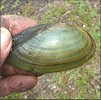 Utterbackia imbecillis (Say, 1829) Paper Pondshell