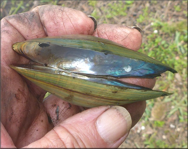 Utterbackia imbecillis (Say, 1829) Paper Pondshell