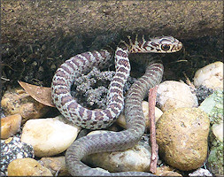 Southern Black Racer Juvenile [Coluber constrictor priapus]