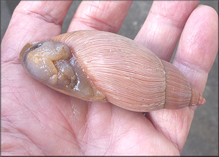 Euglandina rosea (Frussac, 1821) Rosy Wolfsnail - Very Large Specimen