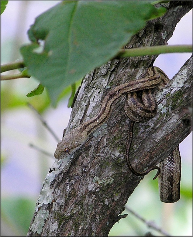 Yellow Rat Snake [Elaphe obsoleta quadrivittata]