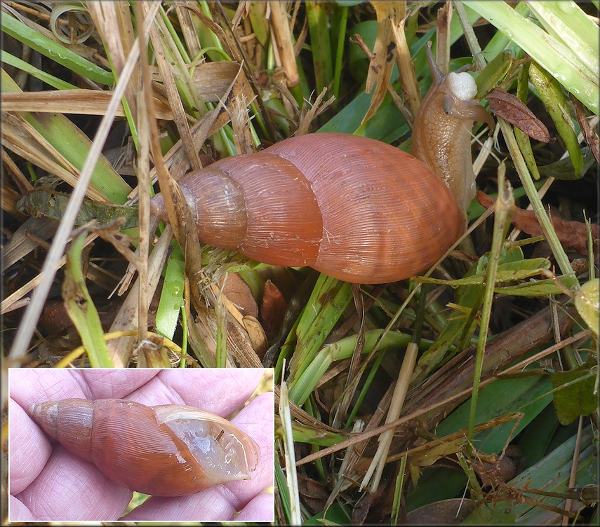 Euglandina rosea (Frussac, 1821) Rosy Wolfsnail In Situ
