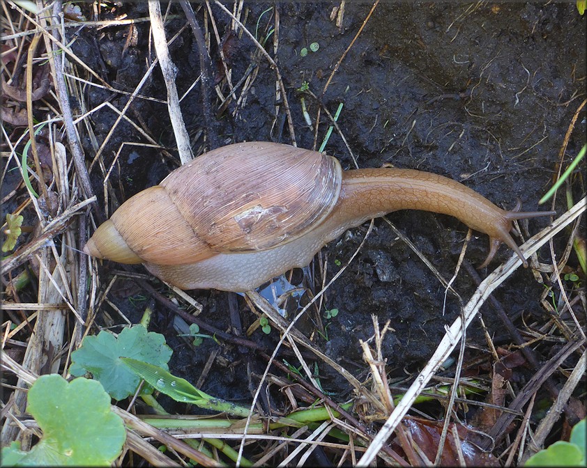 Euglandina rosea (Férussac, 1821) Rosy Wolfsnail In Situ