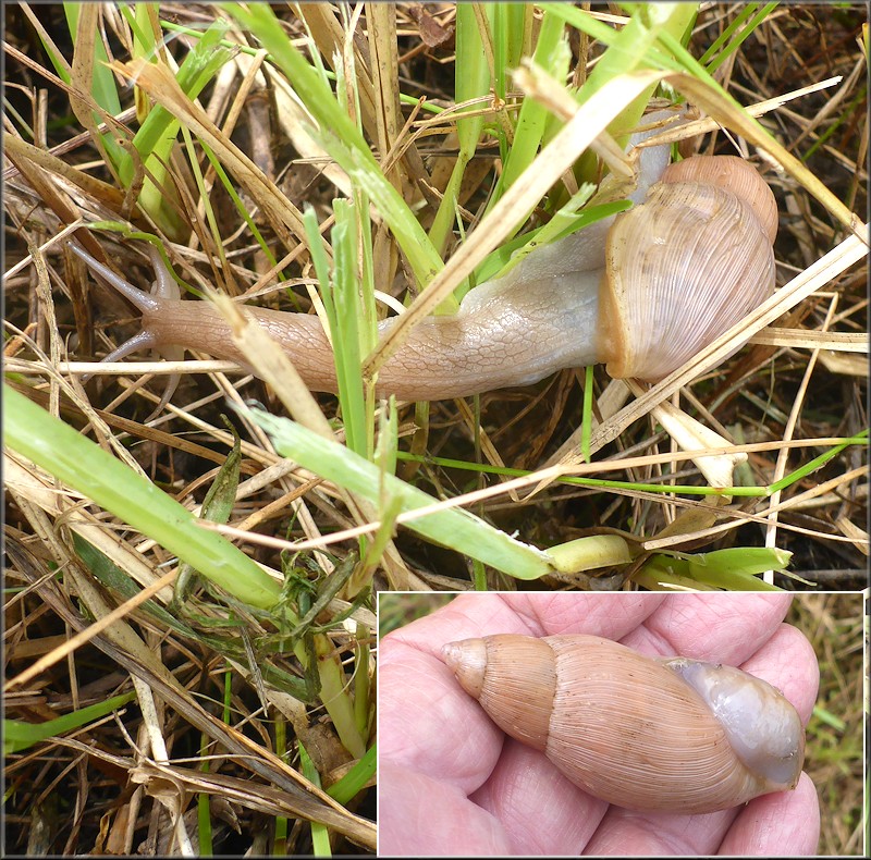 Euglandina rosea (Férussac, 1821) Rosy Wolfsnail In Situ